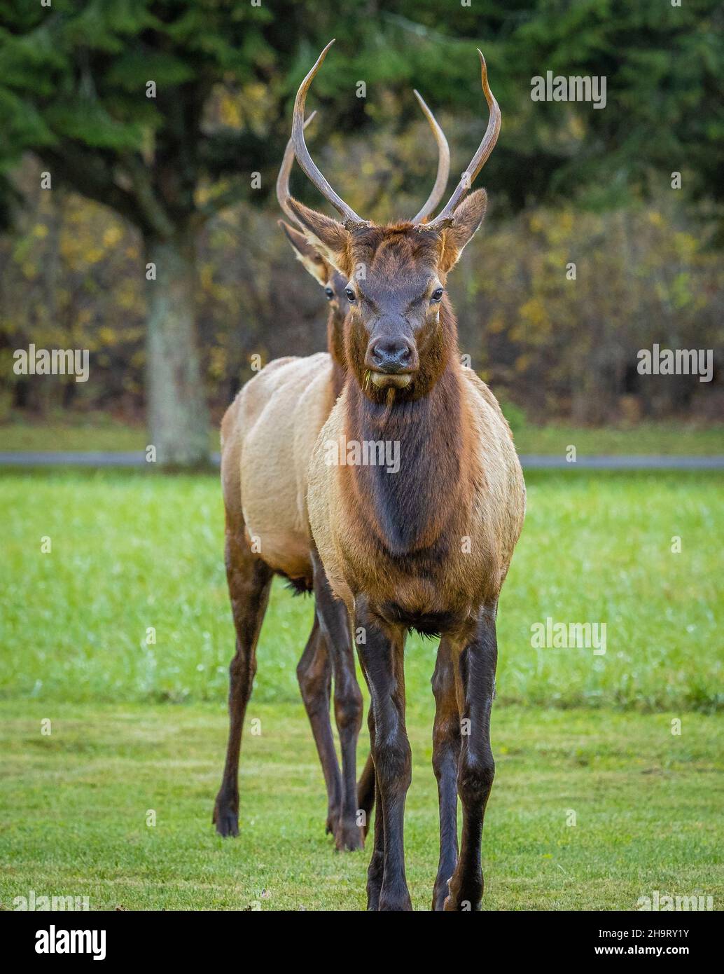 Two Elk o Manitoban Elk sparring vicino al Centro visitatori Oconaluftee nel Parco Nazionale delle Great Smoky Mountains nel North Carolina USA Foto Stock