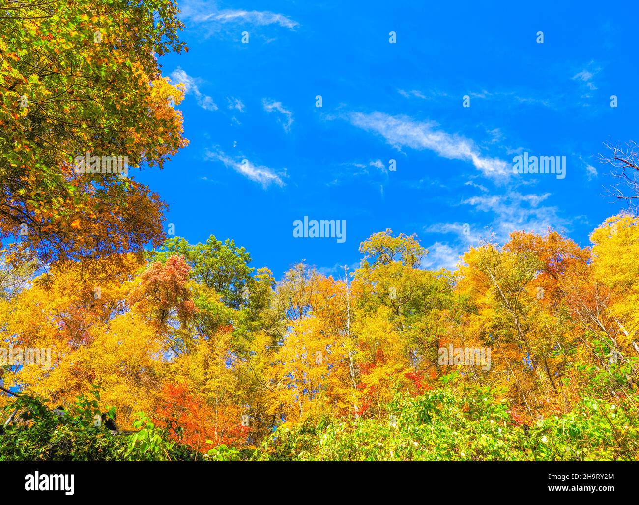 Colore di caduta negli alberi lungo la Blue Ridge Parkway in Carolina del Nord, Stati Uniti Foto Stock