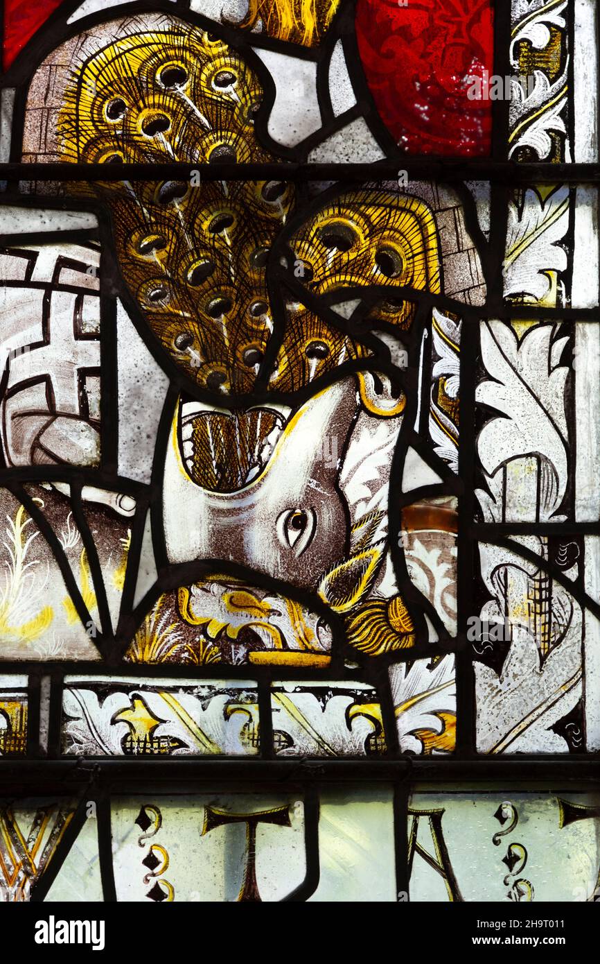 Saint Nicholas cappella, Gipping, Suffolk, Inghilterra, UK medievale vetrate di est finestra cane o cinghiale con piume di pavone Foto Stock