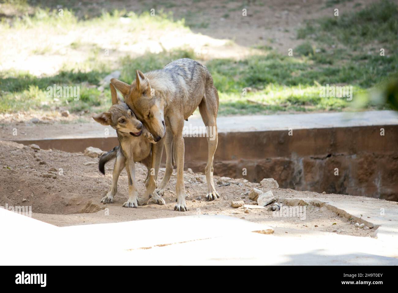 Primo piano del jackal d'oro con il suo cucino. Canis aureus, canidi simili al lupo. Foto Stock