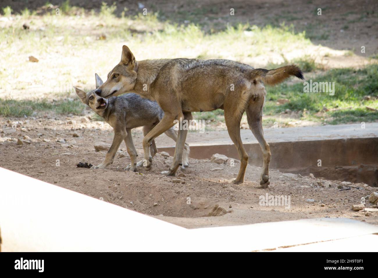 Primo piano del jackal d'oro con il suo cucino. Canis aureus, canidi simili al lupo. Foto Stock