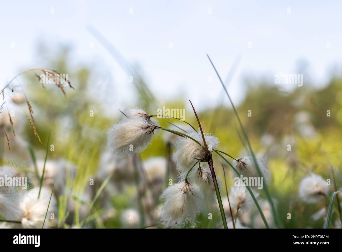 Erioforo, piante di cottongrass nel prato Foto Stock
