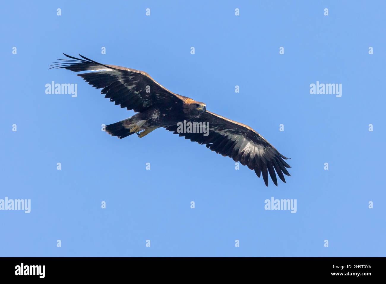 Aquila d'Oro (Aquila crisaetos), giovane in volo visto dal basso, Campania, Italia Foto Stock