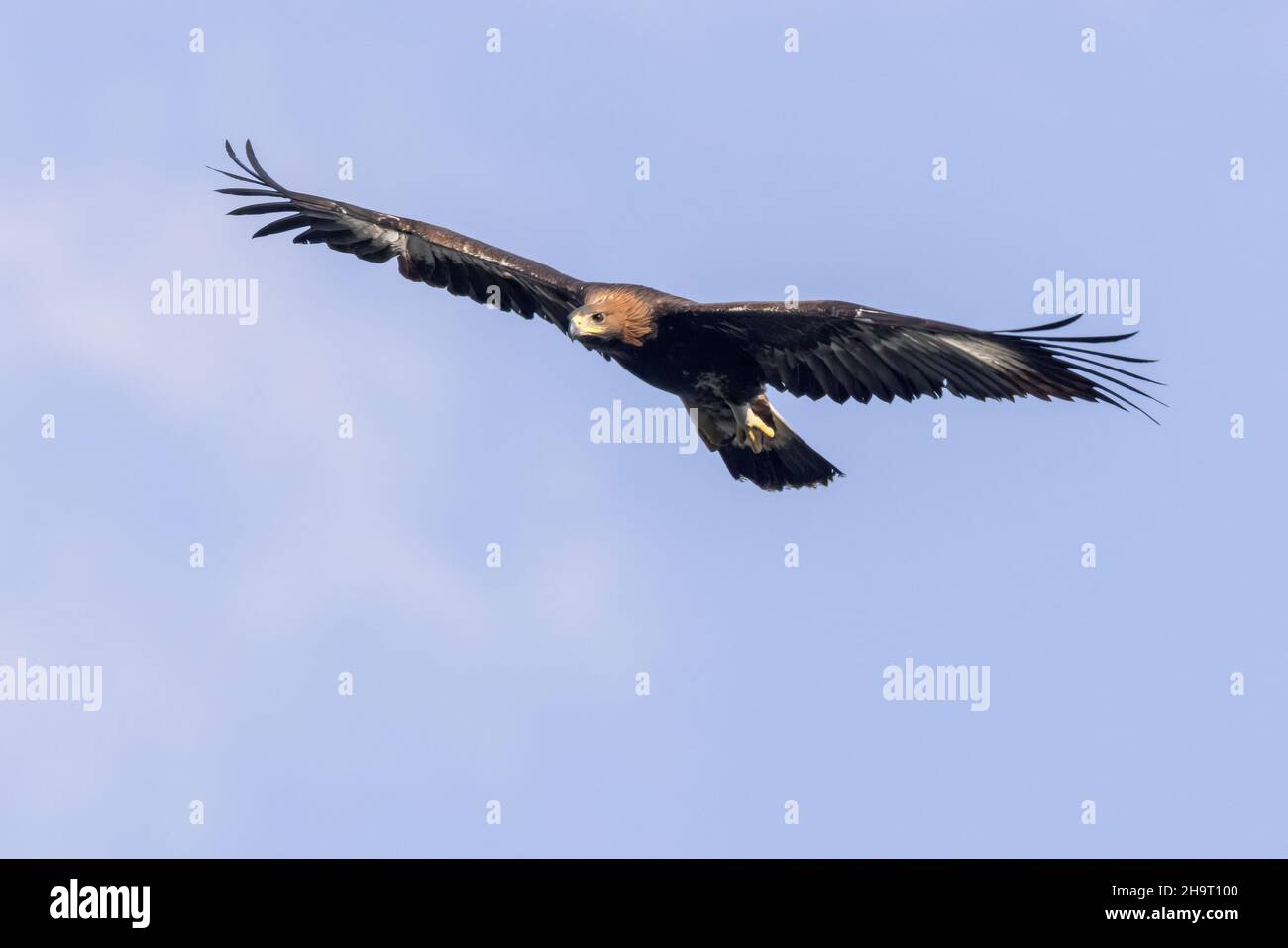Aquila d'Oro (Aquila crisaetos), giovane in volo visto dal basso, Campania, Italia Foto Stock