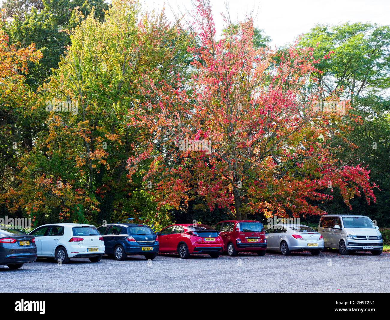 Auto parcheggiate sotto alberi, Autunno, Petersfield Heath, Hampshire, Regno Unito Foto Stock