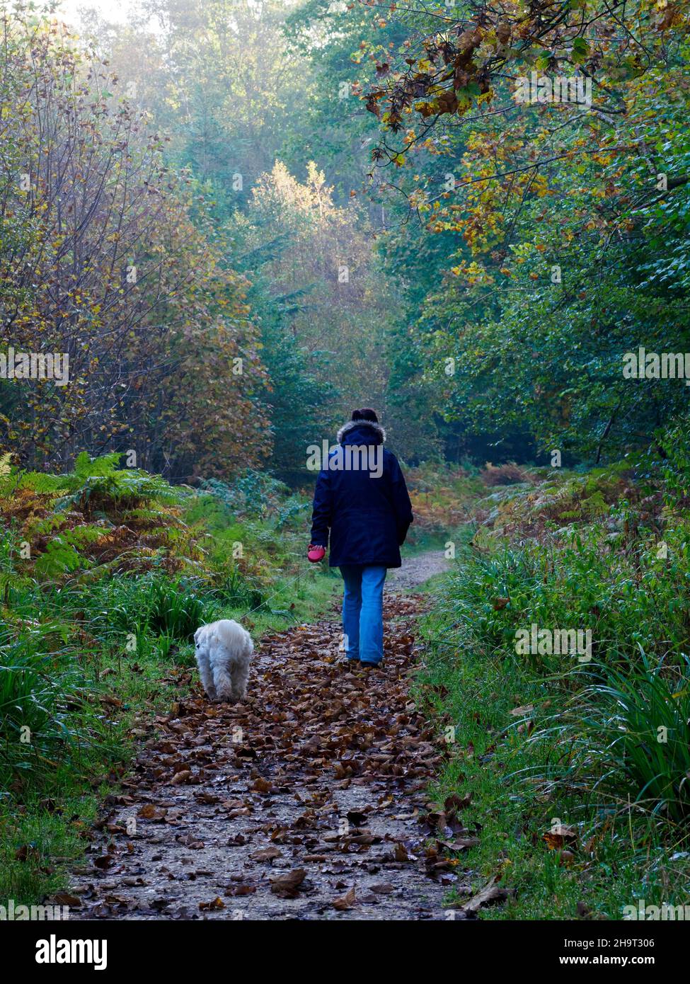 Donna che cammina cane in bosco in autunno, Hampshire, Regno Unito Foto Stock
