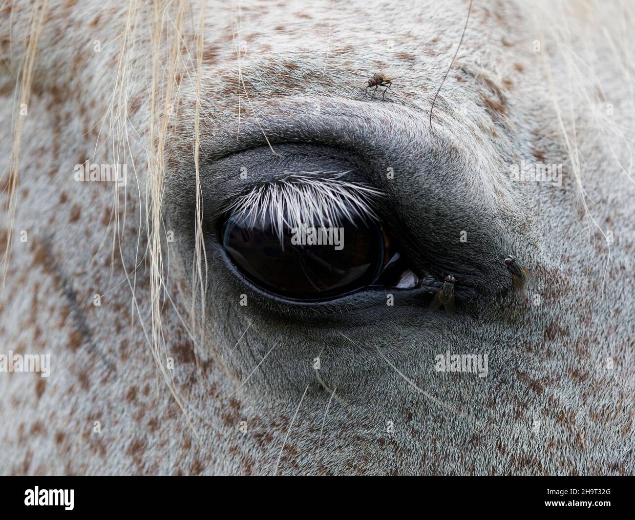 Musca domestica, Housefles intorno ad un occhio del cavallo, Devon, Regno Unito Foto Stock