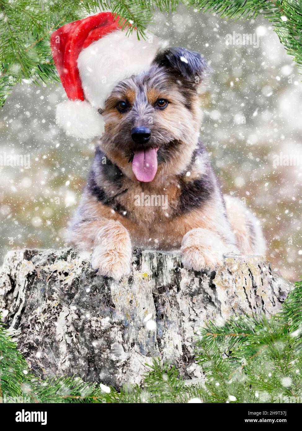 Corgi cross dog in un cappello di Natale, (manipolazione foto) Foto Stock