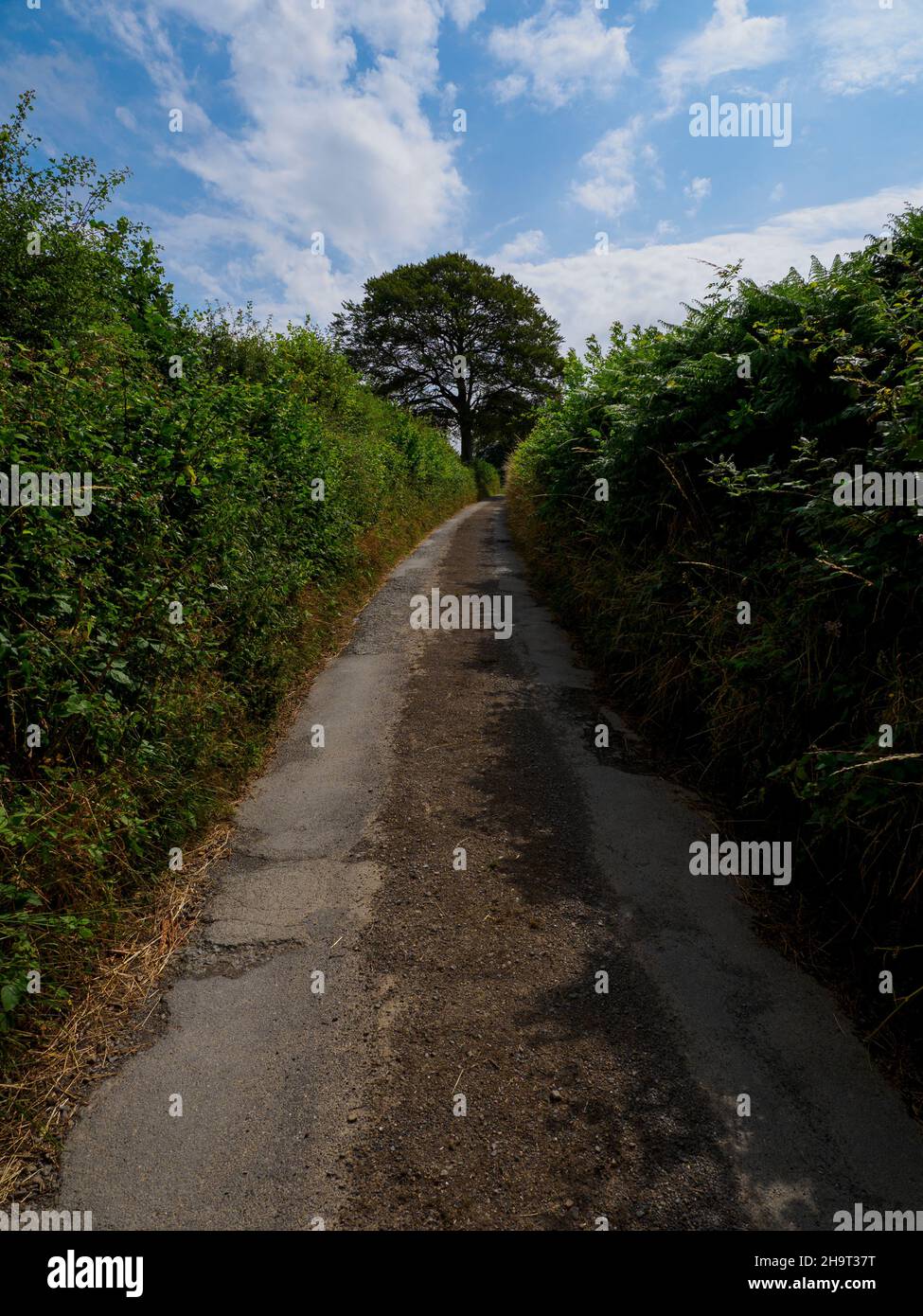 Strada di campagna a binario singolo con siepi alti, Devon, Regno Unito Foto Stock