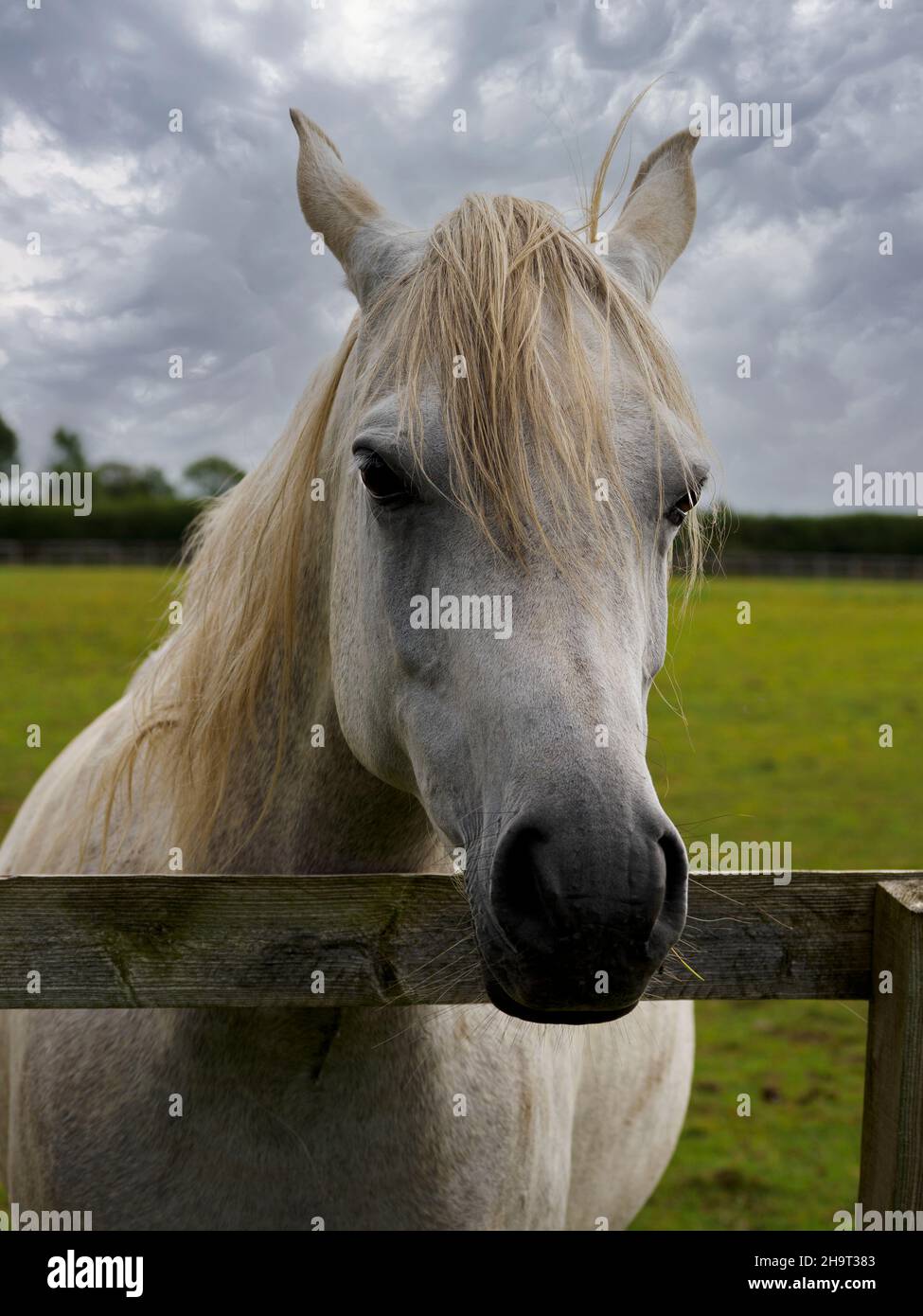 Cavallo con testa su recinzione, Regno Unito Foto Stock