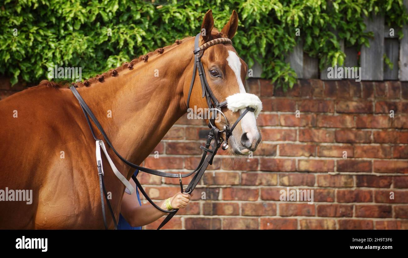 Racehorses Photo Art | Fotografia professionale | Fotografia sportiva Foto Stock