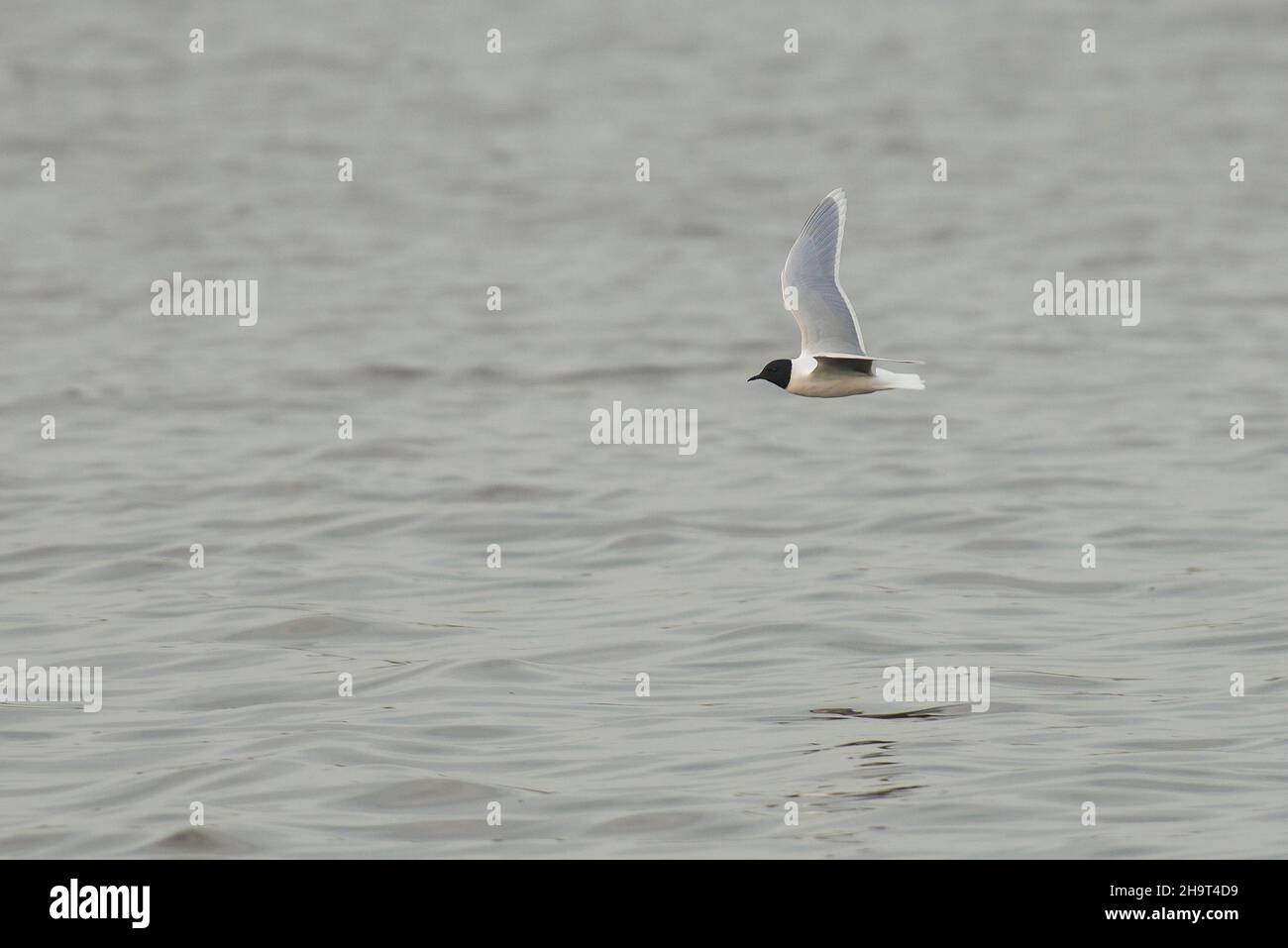 Gabbiano piccolo (Hydrocoloeus minutus) adulto che vola sopra l'acqua di un lago Foto Stock