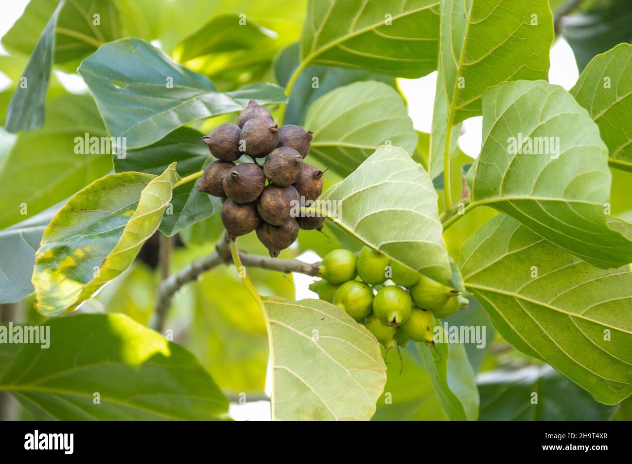 Noci di macadamia sull'albero, Lihue, Kauai, Hawaii Foto Stock