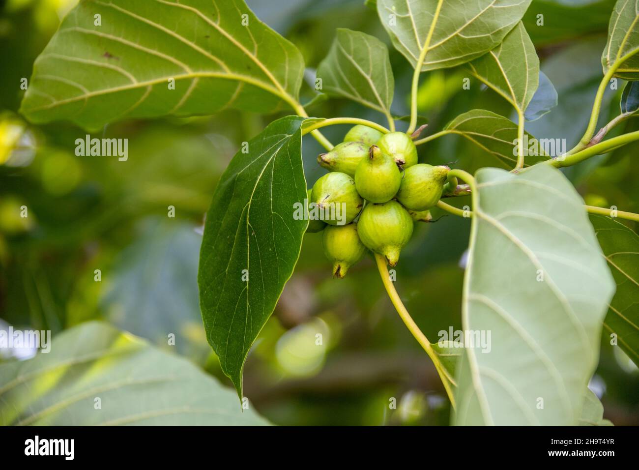 Noci di macadamia sull'albero, Lihue, Kauai, Hawaii Foto Stock