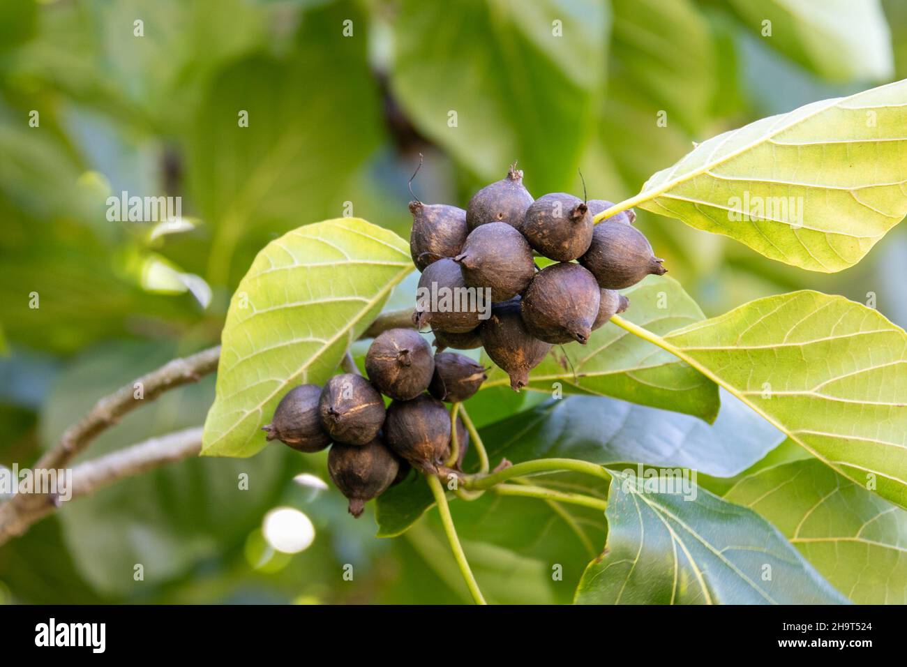Noci di macadamia sull'albero, Lihue, Kauai, Hawaii Foto Stock