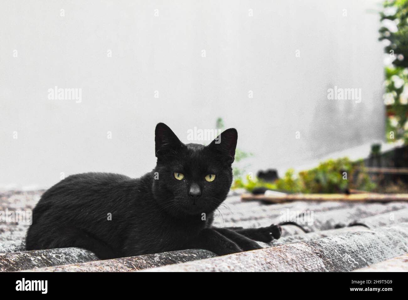 gatto nero con occhi colorati Foto Stock