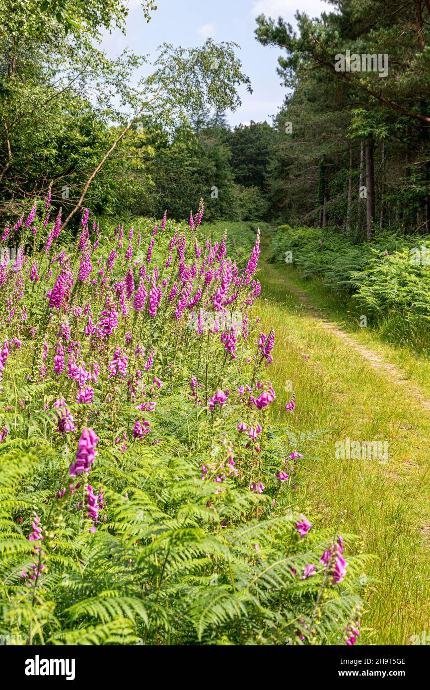 Foxguants fiorito all'inizio di luglio accanto a un sentiero boschivo nella New Beechenhurst Inclosure della Foresta di Dean vicino Cannop, Gloucestershire Regno Unito Foto Stock