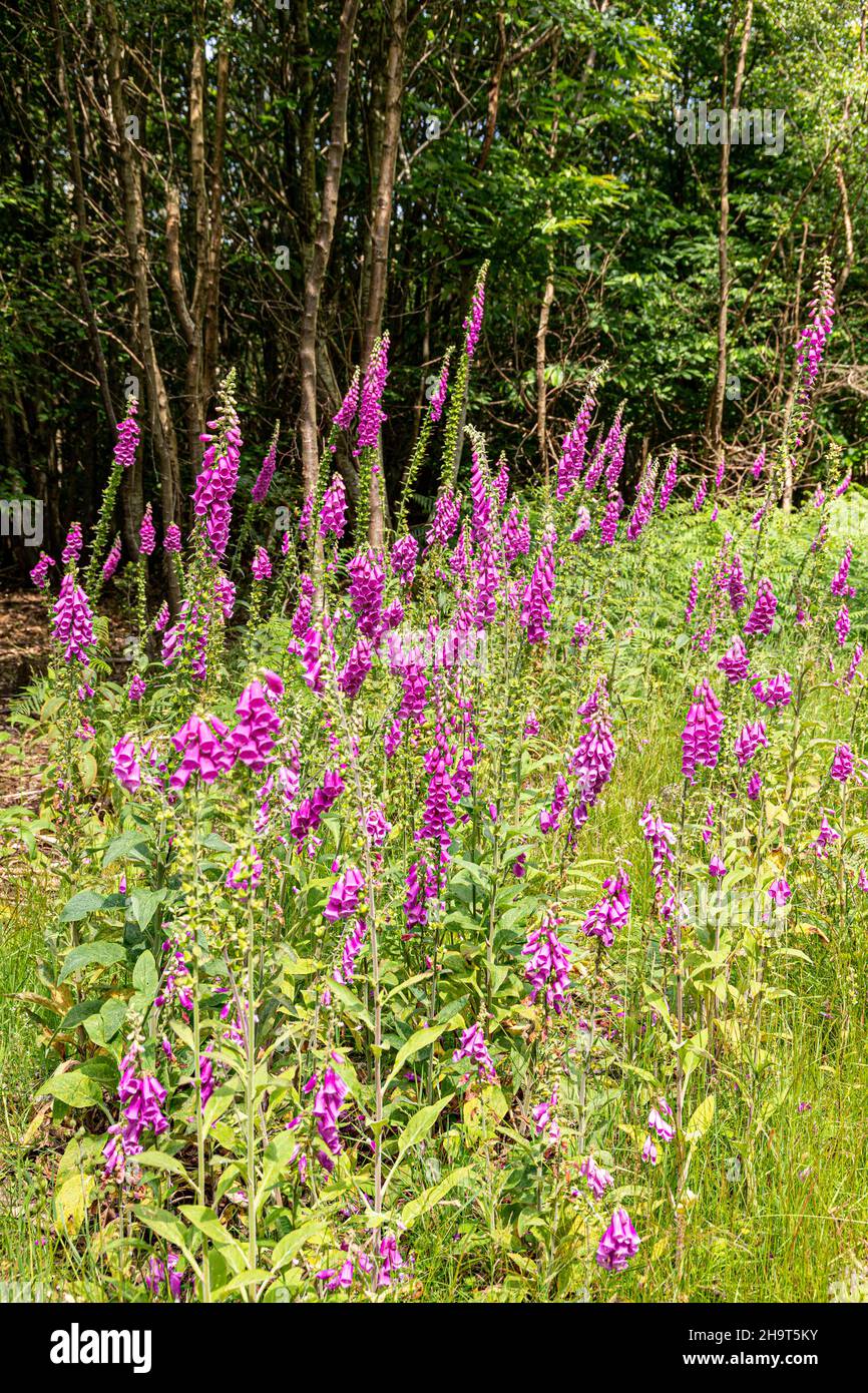 Foxguants fiorito all'inizio di luglio accanto a un sentiero boschivo nella New Beechenhurst Inclosure della Foresta di Dean vicino Cannop, Gloucestershire Regno Unito Foto Stock