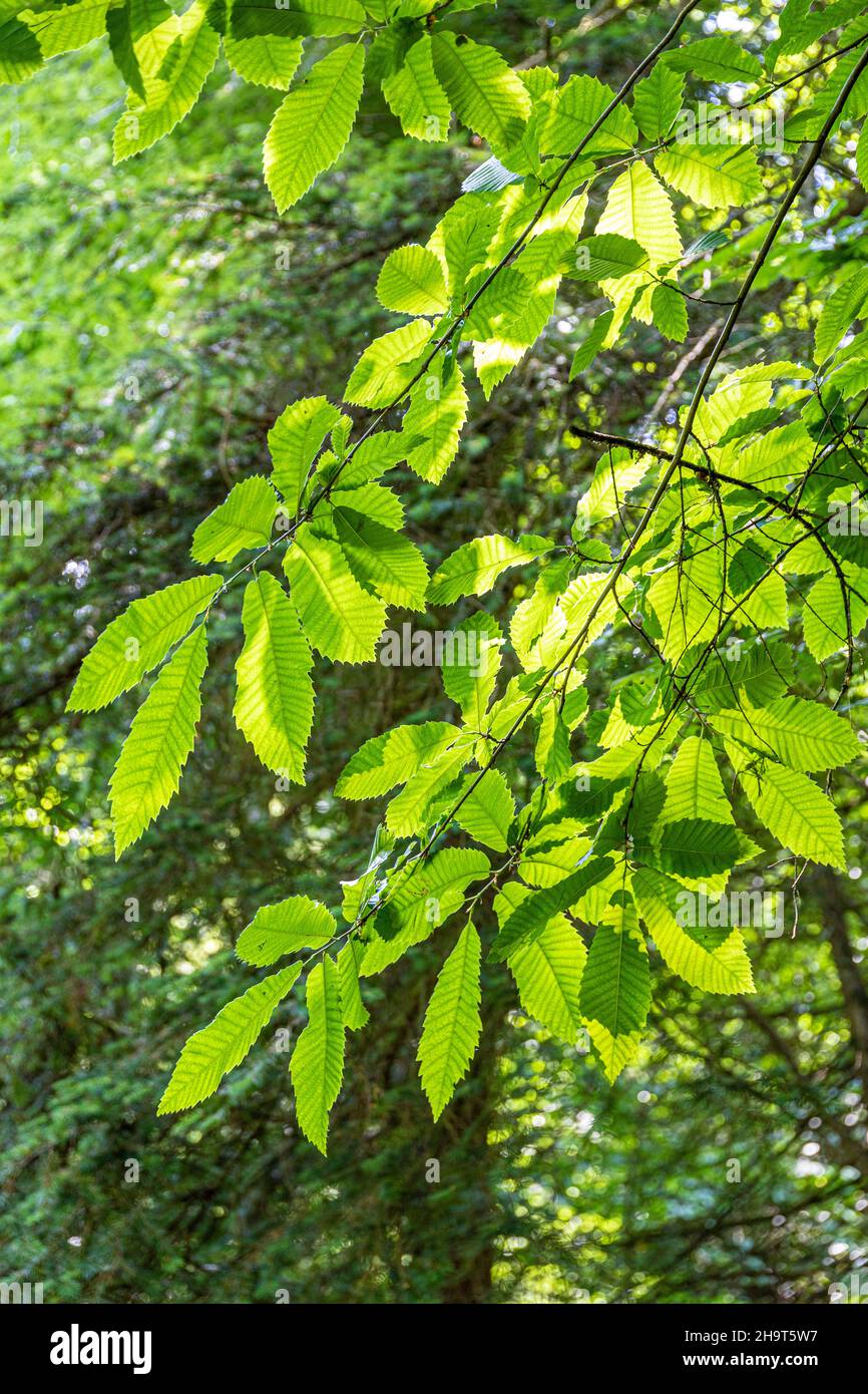 Foglie retroilluminate di castagno dolce nella Foresta di Dean vicino Soudley, Gloucestershire Regno Unito Foto Stock