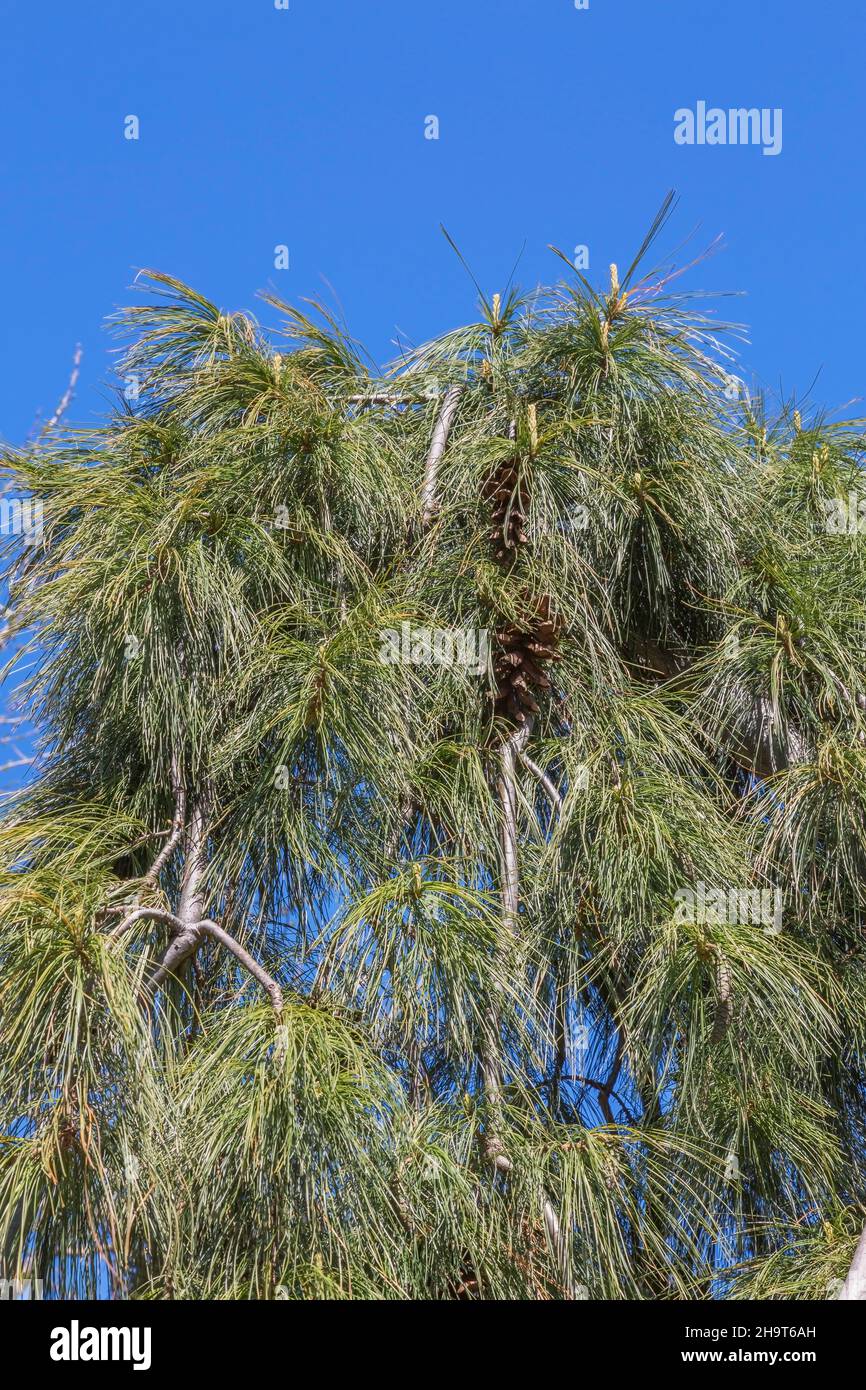 Pendente Pinus - albero di pino con coni marroni in primavera. Foto Stock