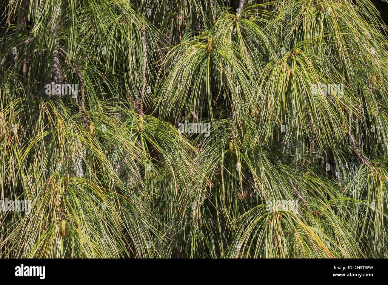 Pendente Pinus - foglie di pino in primavera. Foto Stock