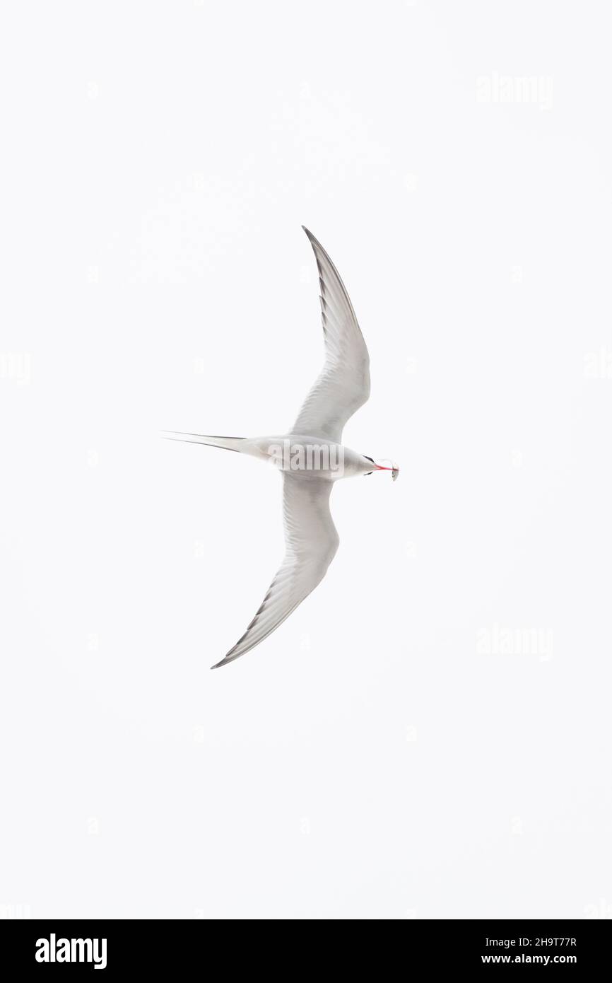 Terna artica (Sterna paradisaea) volare con la preda di pesce in becco contro il cielo bianco Foto Stock
