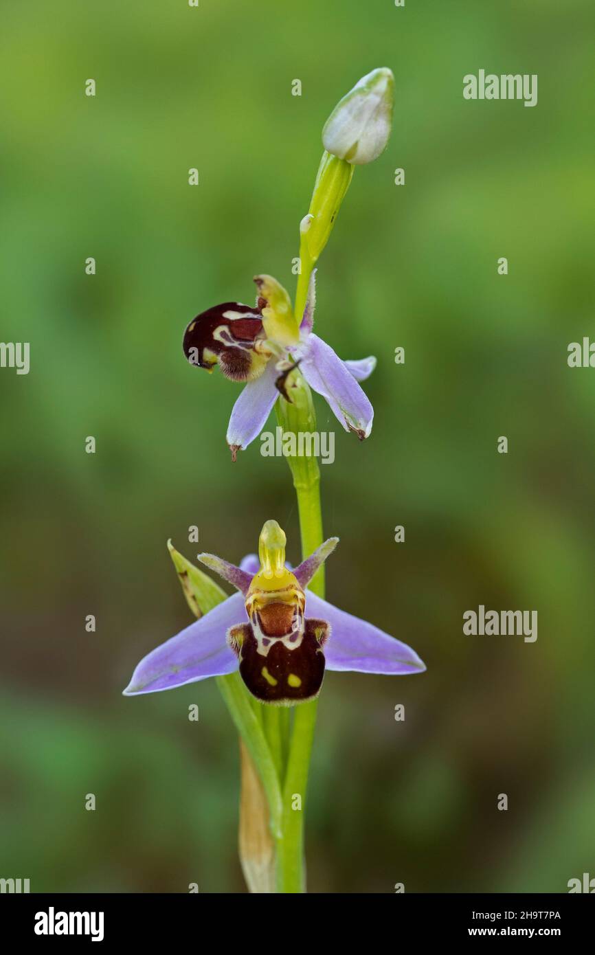 Ape orchidea (Apifera di Ophrys / Apifera di Orchis) in fiore nel prato Foto Stock