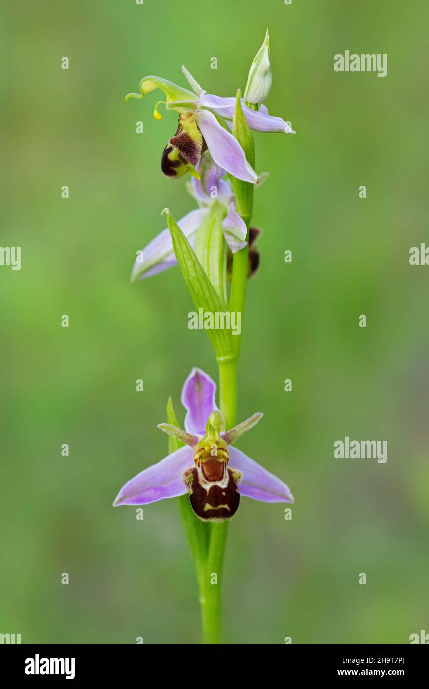 Ape orchidea (Apifera di Ophrys / Apifera di Orchis) in fiore nel prato Foto Stock