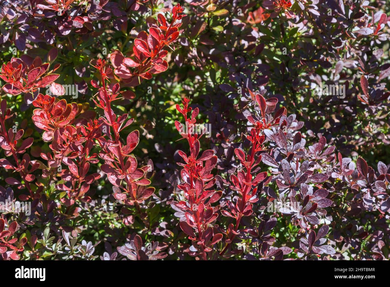 Berberis thunbergii 'Golden Ring' - arbusto di bacche giapponese in primavera Foto Stock