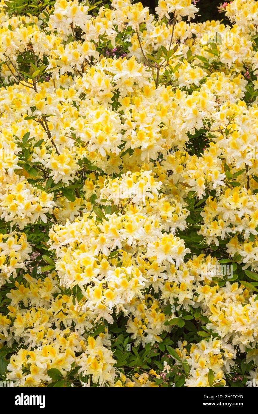 Rhododendron 'Northern Hi-Lights' - arbusto Azalea a fine primavera. Foto Stock