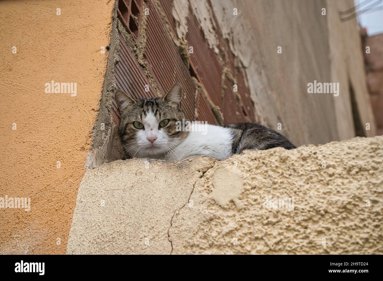 gatto sulla strada guardando la macchina fotografica accovacciamento, nascondendosi, animale domestico Foto Stock