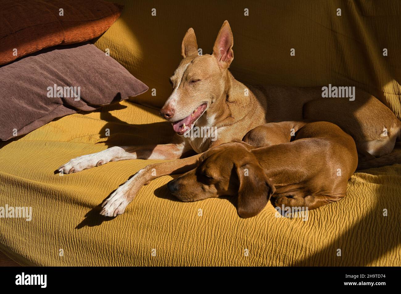 podenco cane riposare e prendere il sole sul divano, animale domestico Foto Stock