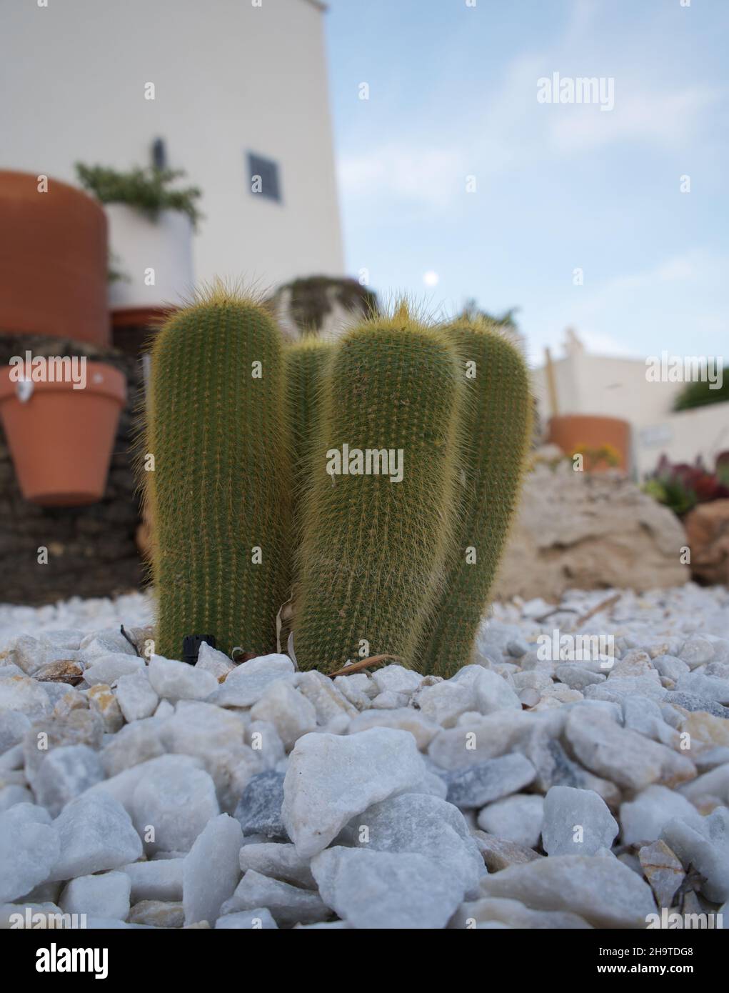 piccolo cactus sulle pietre, la natura Foto Stock