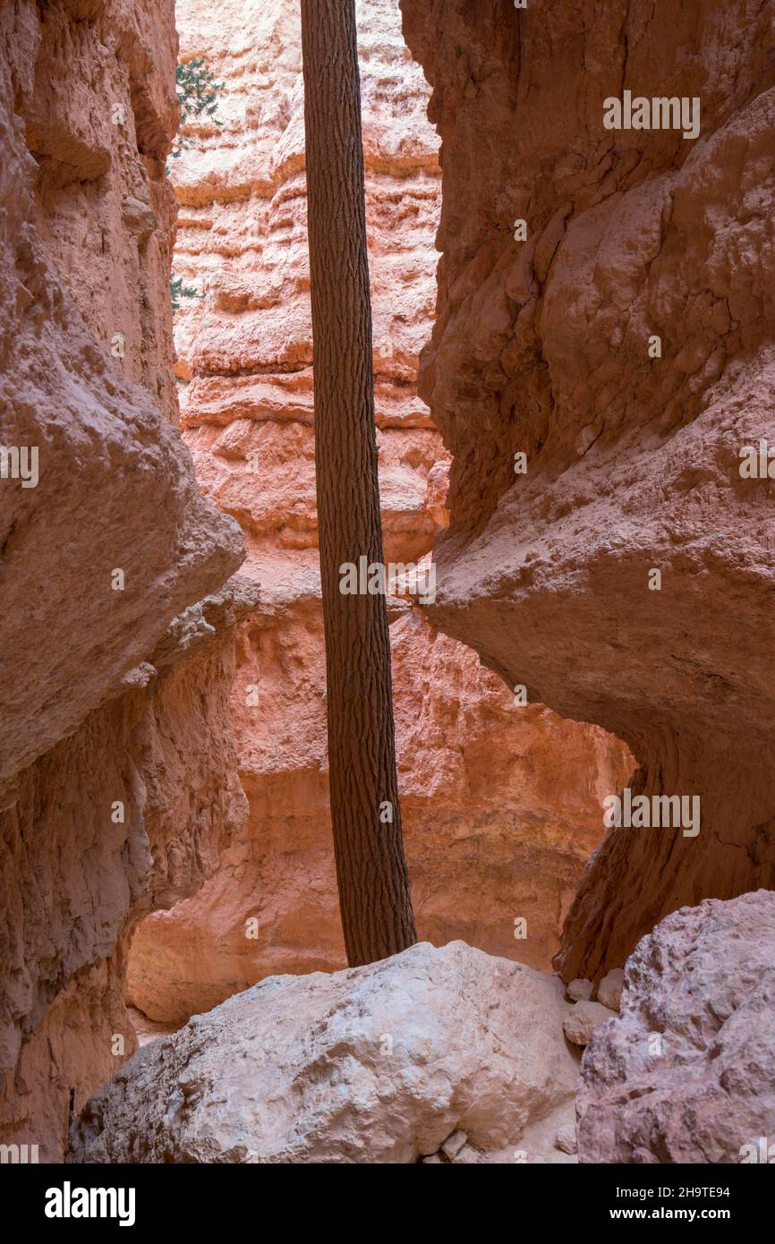 Bryce Canyon National Park, Utah, USA. Abete Douglas che cresce tra le ripide scogliere di Wall Street, una sezione stretta del Navajo Loop Trail. Foto Stock