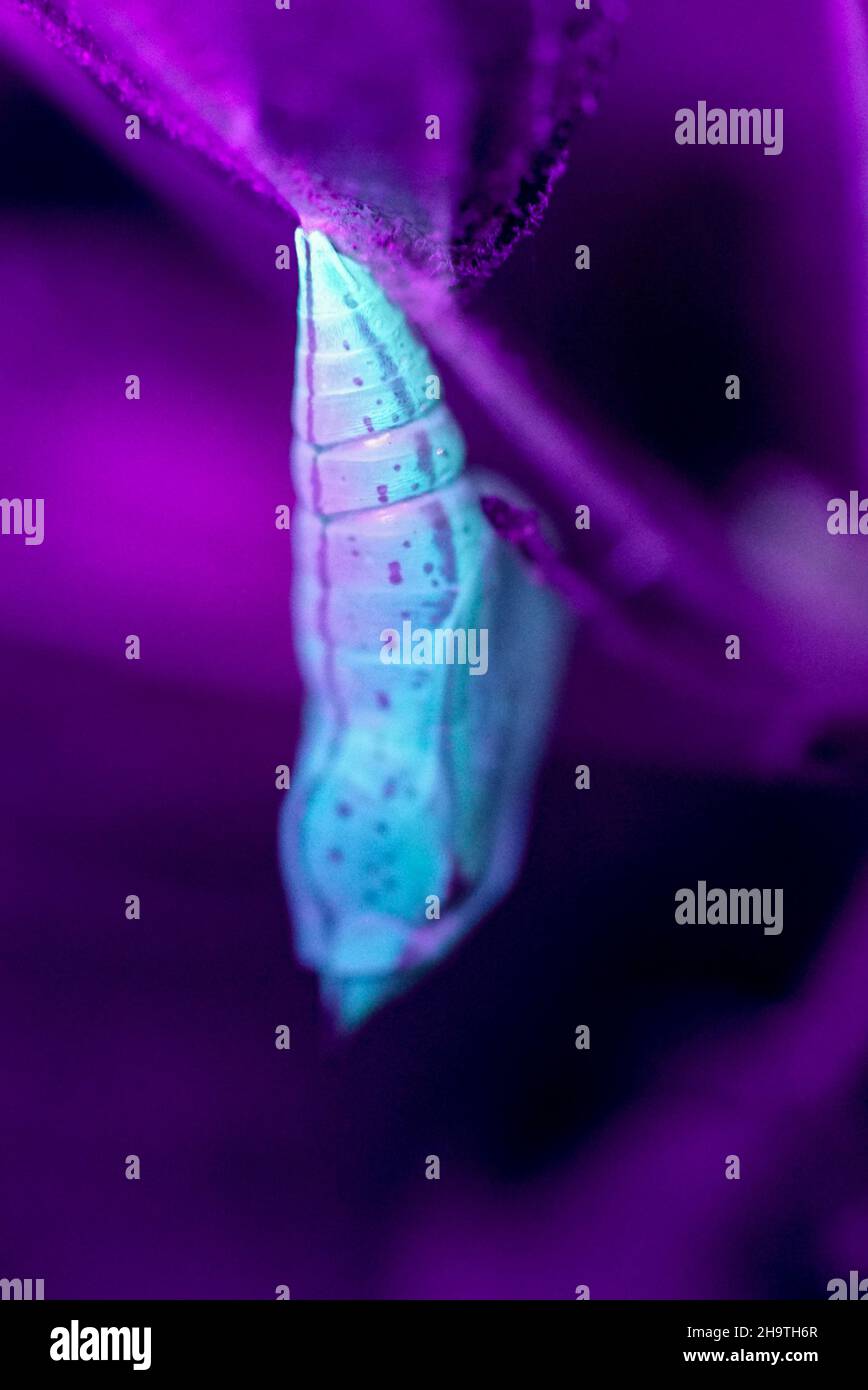 Brimstone Butterfly Pupa su Buckthorn con luce UV di notte Foto Stock
