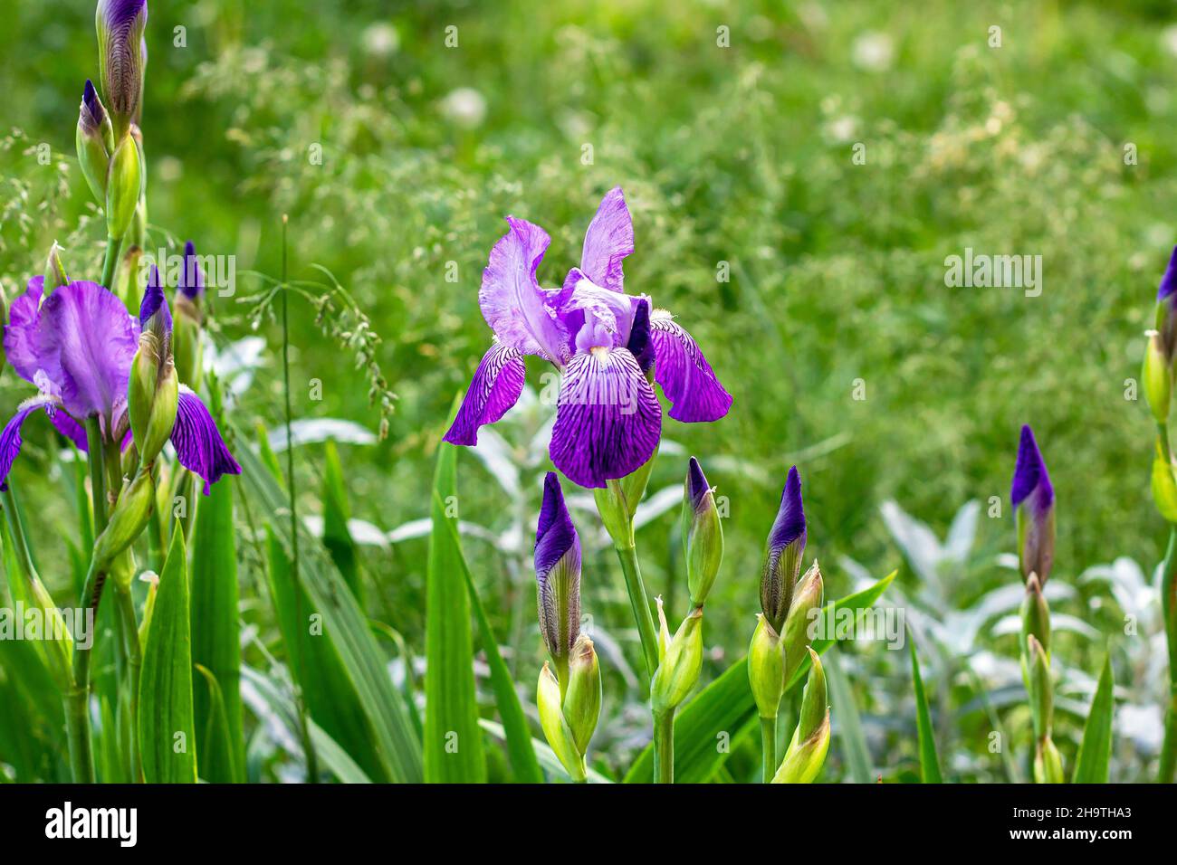 Viola brillante, bianco, blu e viola fiore Iris xifium (bulbo iride, sibirica) fiori su foglie verdi e sfondo di erba nel giardino in spr Foto Stock