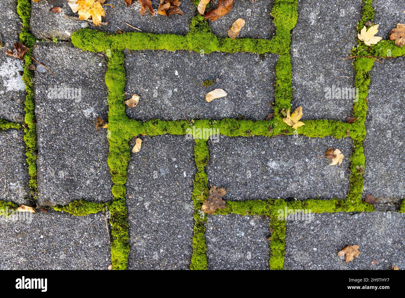 Muschio tra le pietre di pavimentazione, Germania, bassa Sassonia Foto Stock