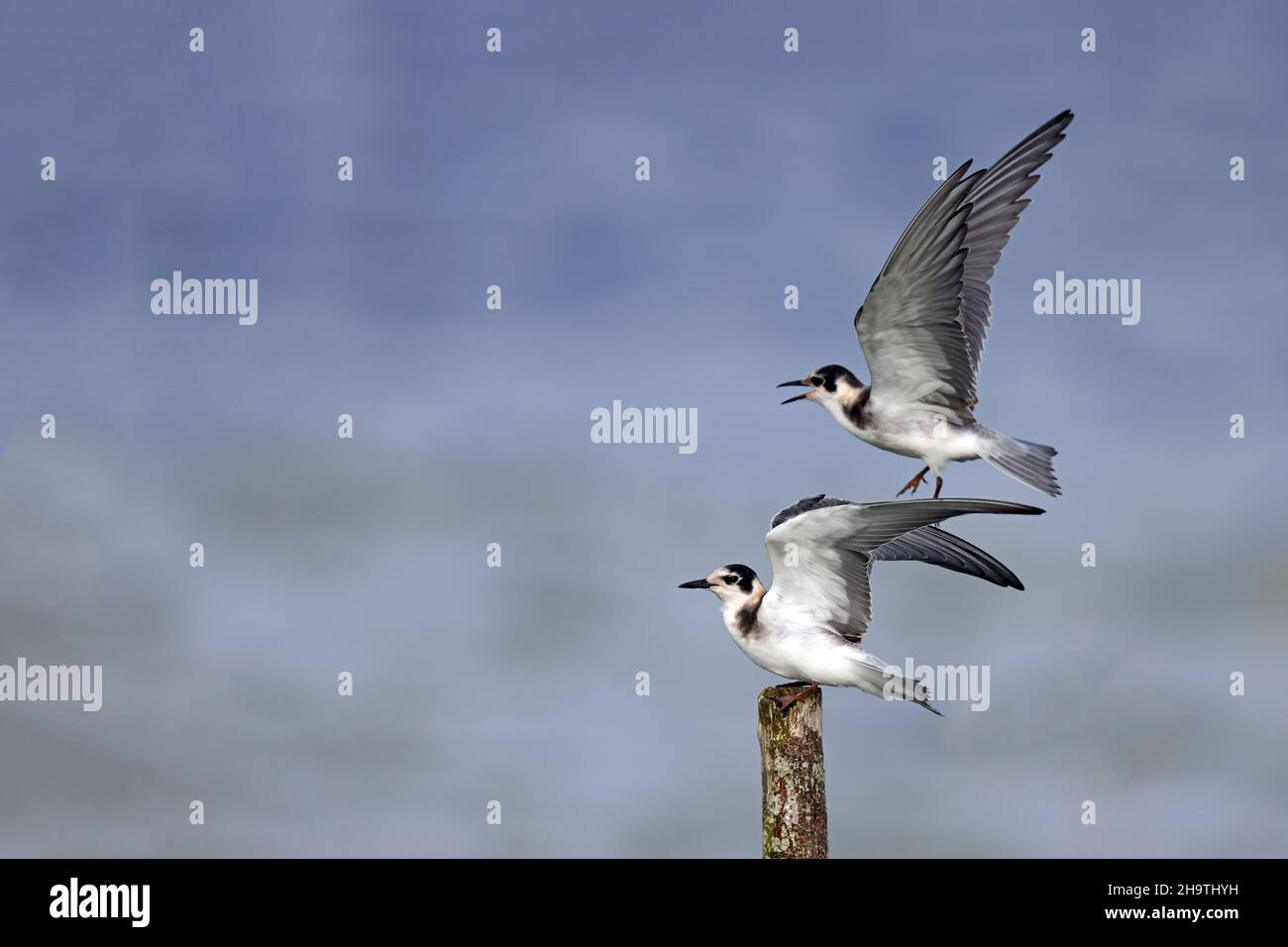 Terna nera (Chlidonias niger), Juvenile atterra su un posto da cui un altro giovane decade, Olanda, Frisia Foto Stock