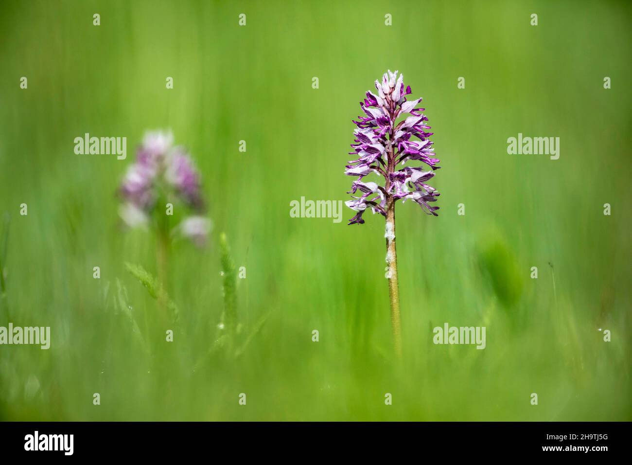 Orchidea militare (Orchis militaris), infiorescenza, in Germania, in Baviera Foto Stock
