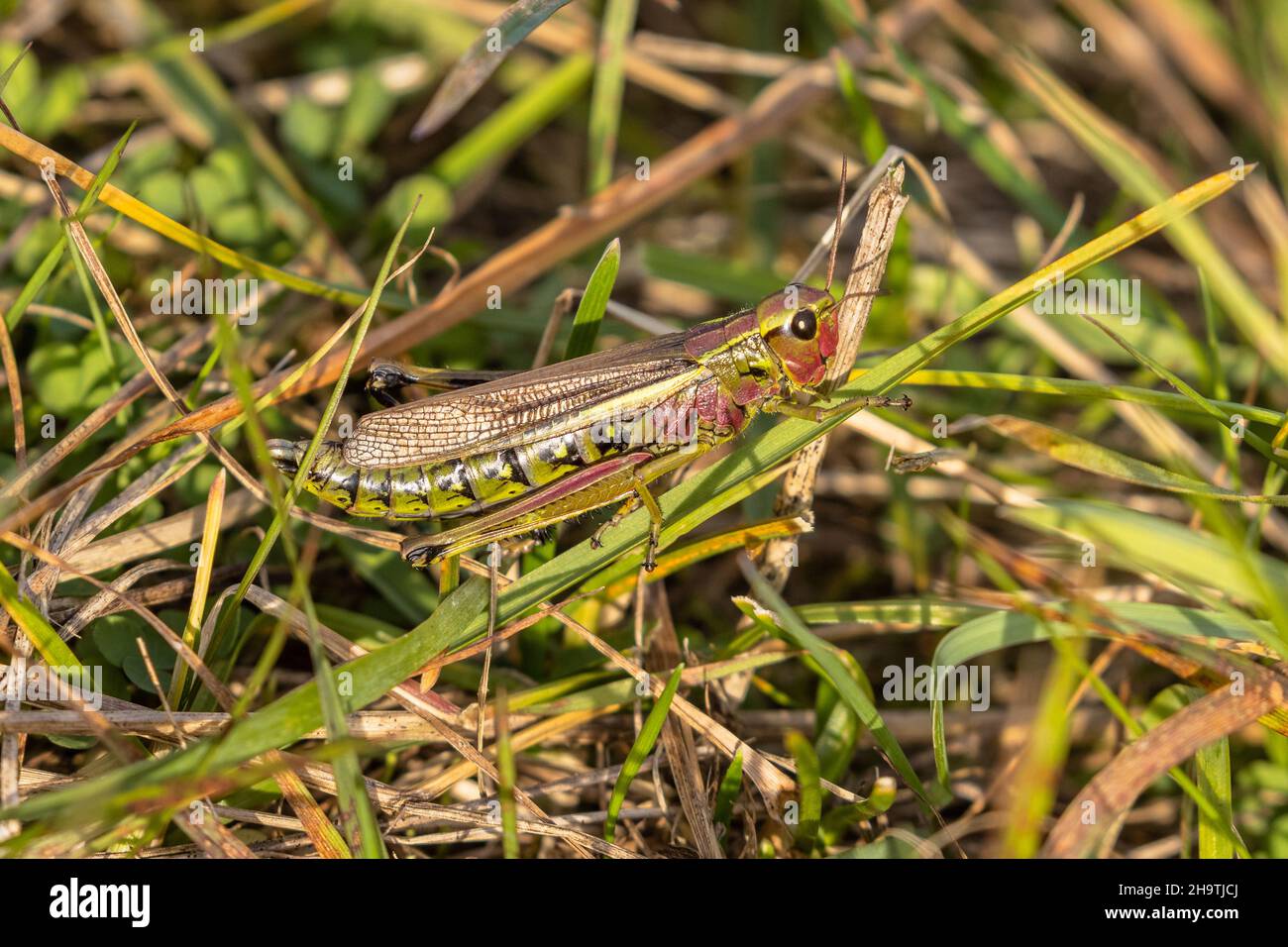 Grasshopper di palude di grandi dimensioni (Mecostethus grossus, Stethophyma grossum), vista laterale, Germania, Baviera, Tirschenreuther Teichpfanne Foto Stock