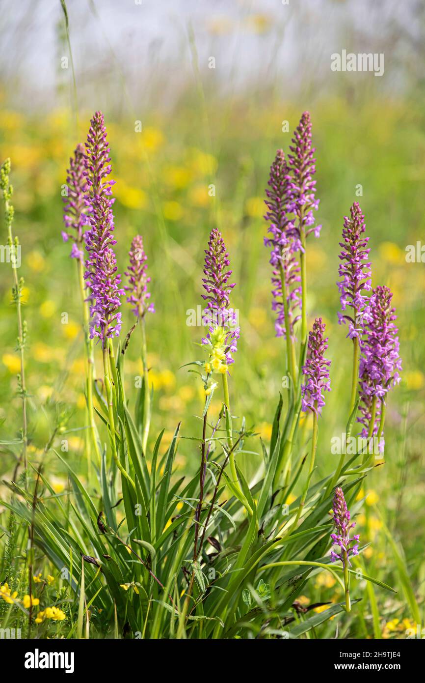 Fragranti orchidea (Gymnadenia conopsea), fioritura, in Germania, in Baviera Foto Stock