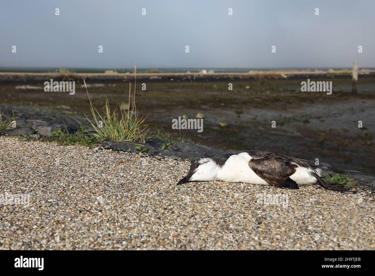 guillemot comune (Uria aalge), guillemot morto si è lavato sulla costa , Paesi Bassi, Texel, De Cocksdorp Foto Stock