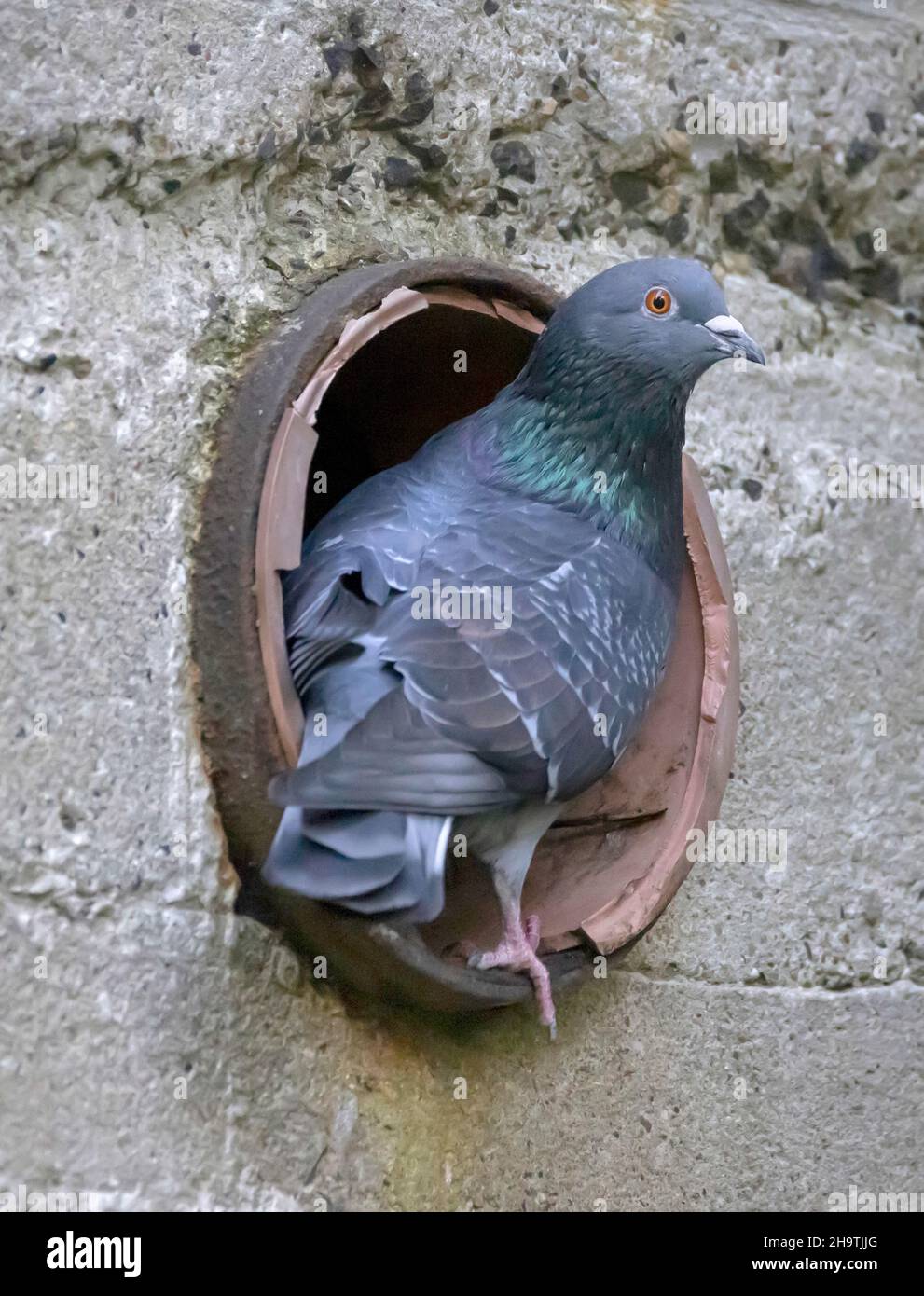 Piccione domestico, piccione ferale (Columba livia F. domestica), che si aggira in un buco di nidificazione in un bunker, Germania, Amburgo Foto Stock