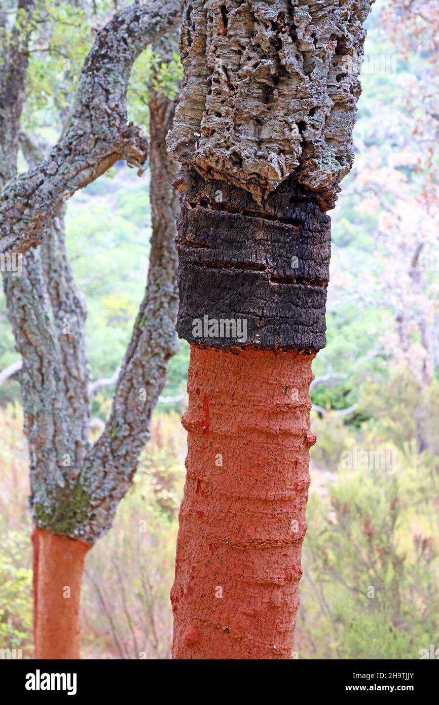Rovere di sughero (Quercus suber), tronco con diverse fasi di peeling: Non pelato, pelato più tempo fa, appena pelato, Spagna, Andalusia, Los Alcornocales Foto Stock
