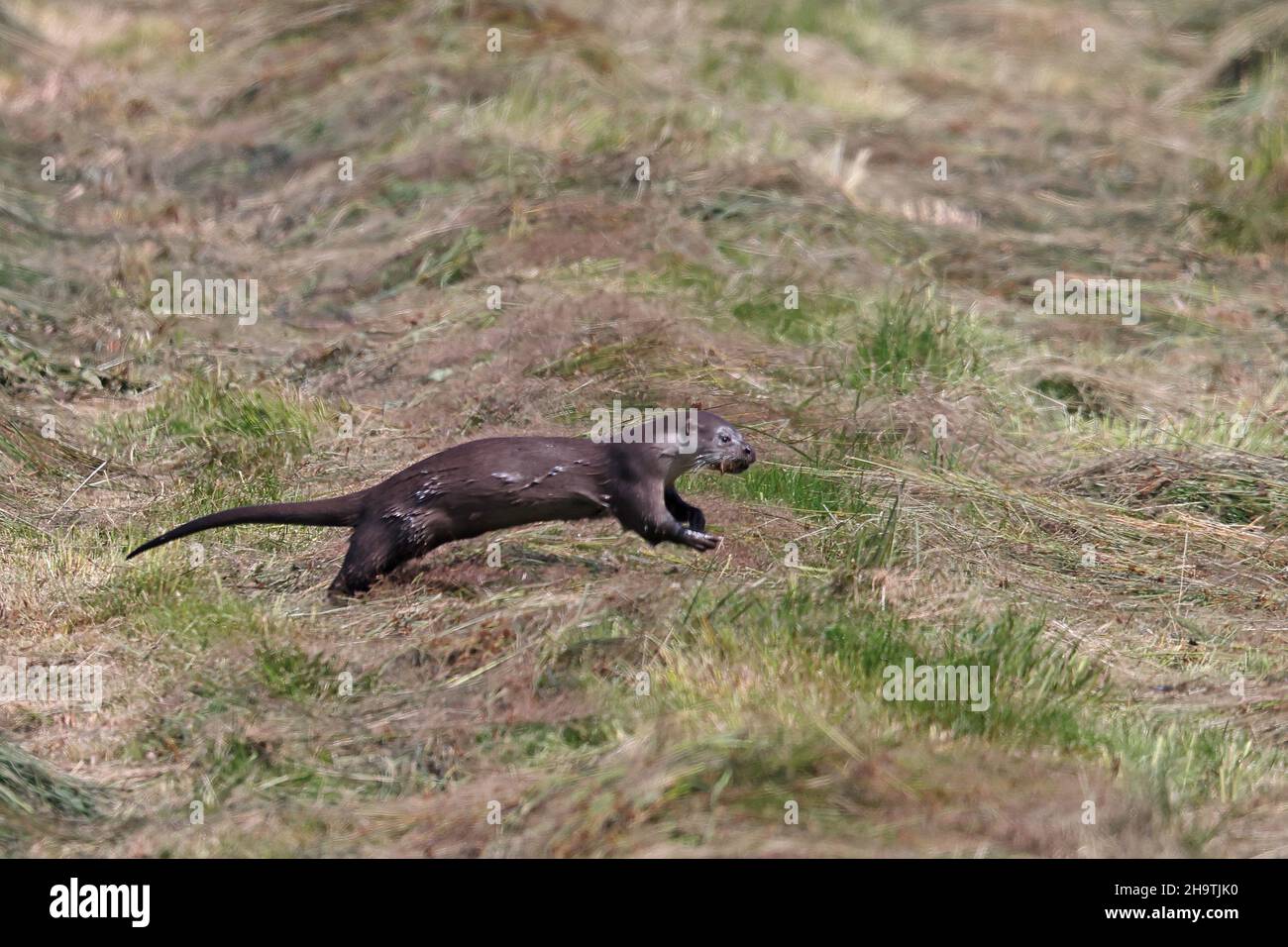 Lontra fluviale europea, lontra europea, lontra eurasiatica (Lutra lutra), giovane animale che corre sulla riva del lago, vista laterale, Paesi Bassi, Overijssel, Foto Stock