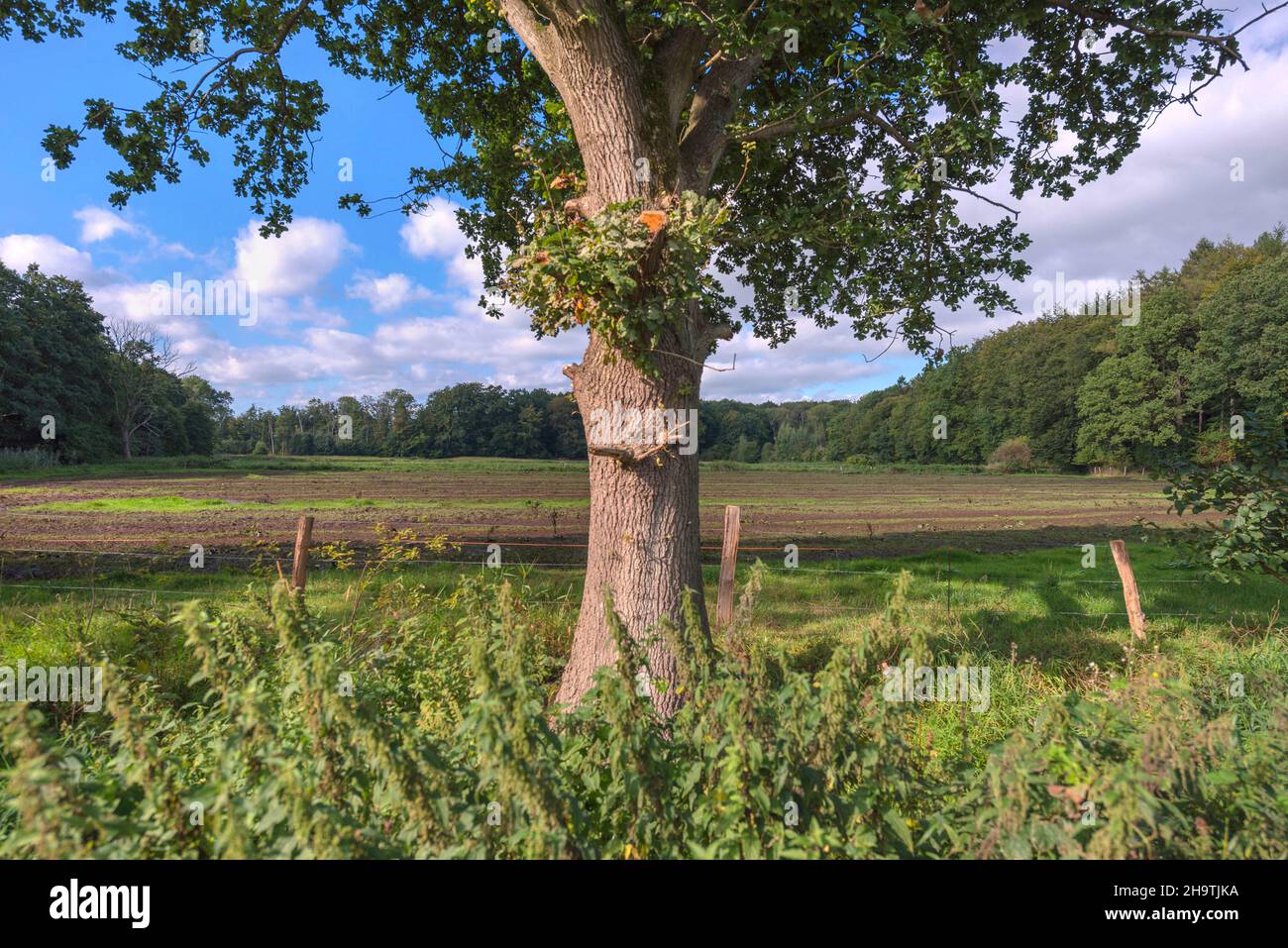 Rovere (Quercus spec.), di fronte al paesaggio del campo, Germania, Schleswig-Holstein, Naturpark Huettener Berge Foto Stock