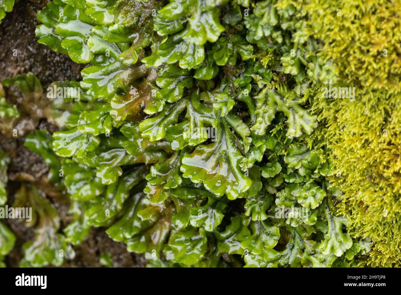 Comune liverwort, ombrello liverwort (Marchantia polimorfa), che cresce su una parete umida, Germania, Baviera Foto Stock