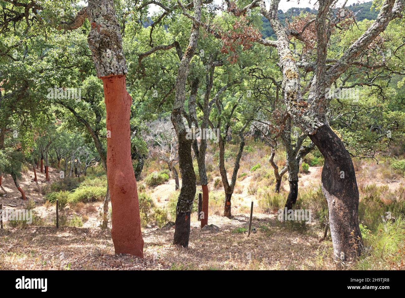 Rovere di sughero (Quercus suber), appena sbucciato tronco e tronchi sbucciati più tempo fa, Spagna, Andalusia, Los Alcornocales Foto Stock