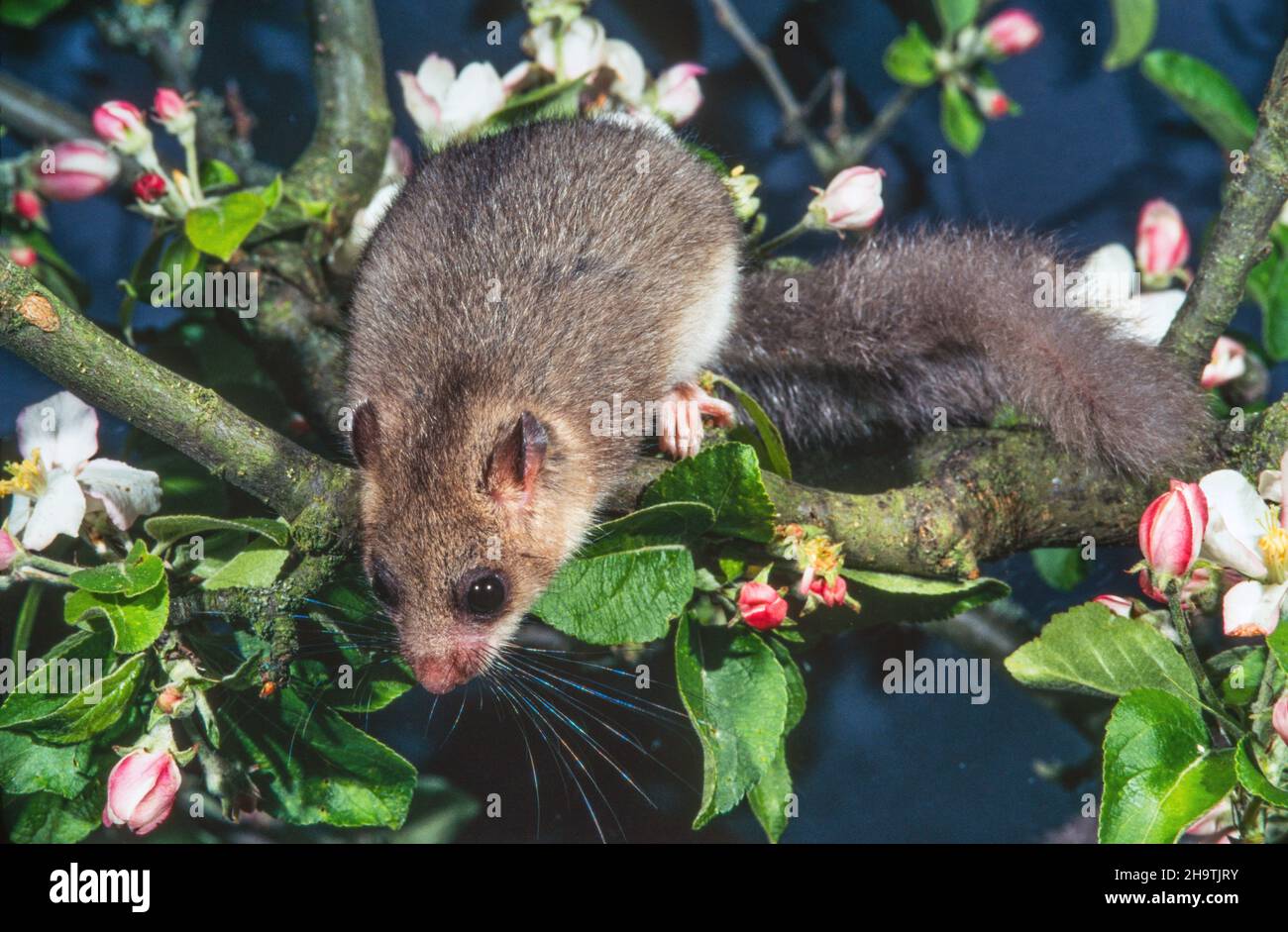 Muretto commestibile, muretto commoner commestibile, muretto grasso, muretto con coda di scoiattolo (Glis glis), su un melo fiorente, Germania Foto Stock