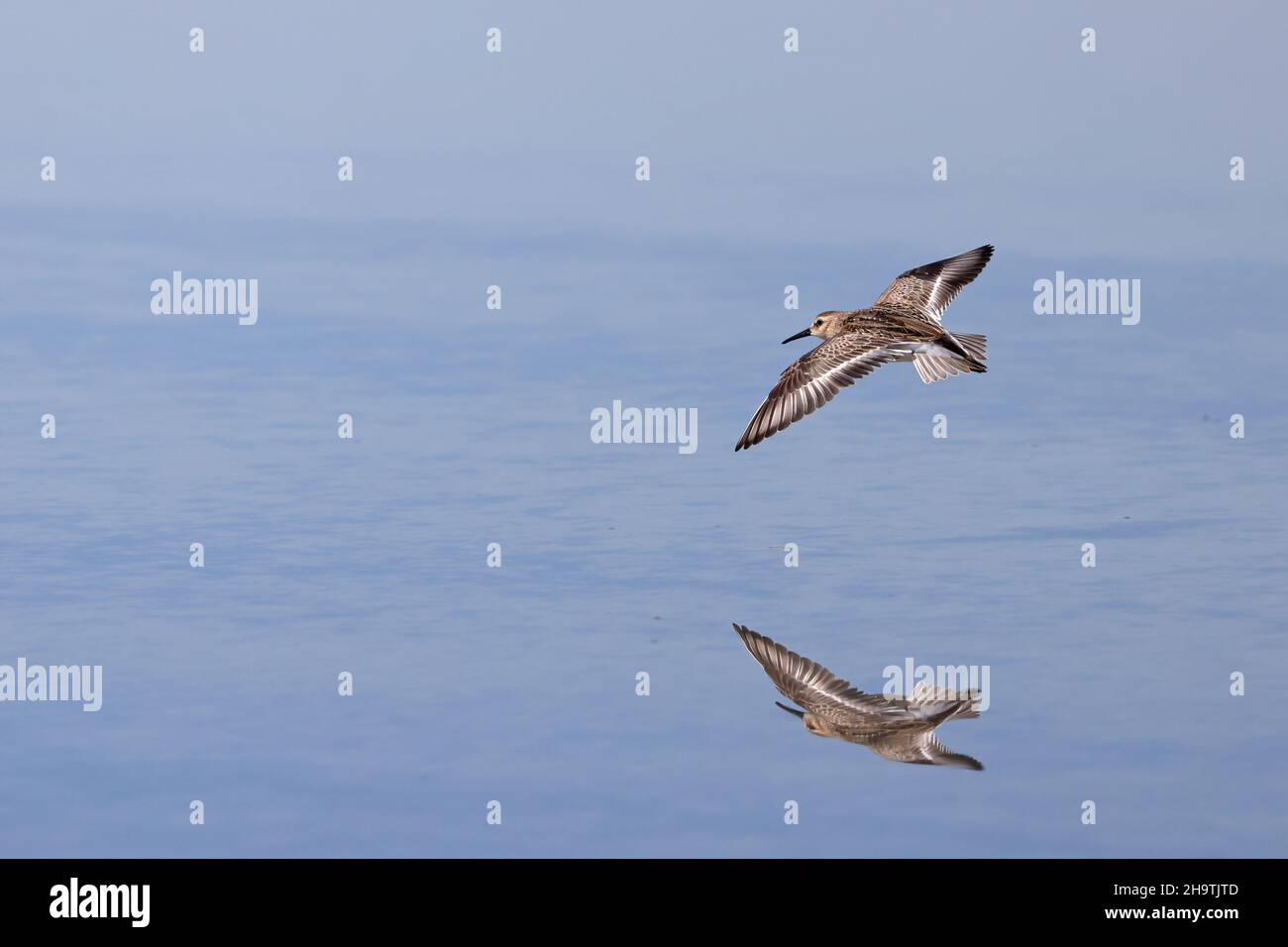 dunlin (Calidris alpina), volare sull'acqua, immagine speculare , Spagna, Andalusia, Sanlucar de Barrameda Foto Stock